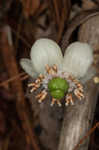 Pipsissewa <BR>Spotted wintergreen